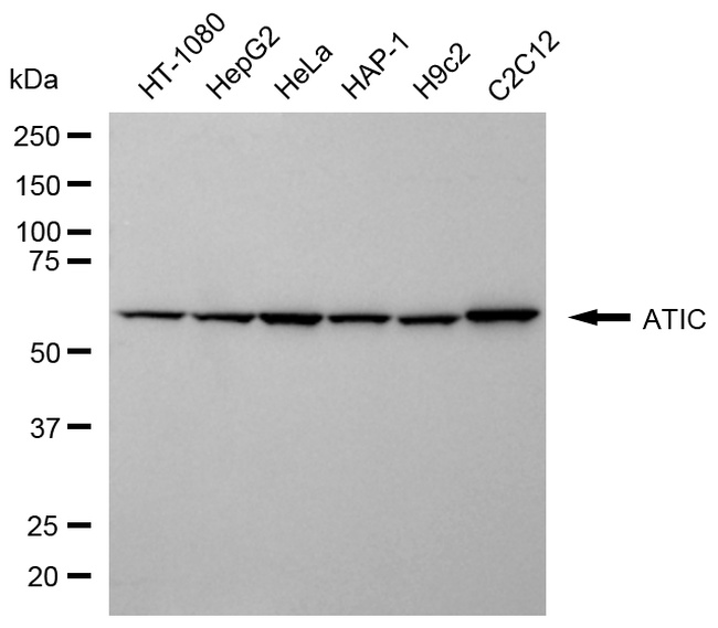 ATIC Antibody in Western Blot (WB)