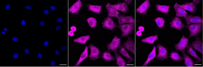 ATIC Antibody in Immunocytochemistry (ICC/IF)