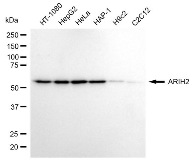 ARIH2 Antibody in Western Blot (WB)