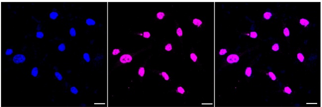 Argonaute 3 Antibody in Immunocytochemistry (ICC/IF)