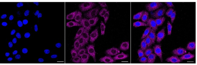 A-Raf Antibody in Immunocytochemistry (ICC/IF)