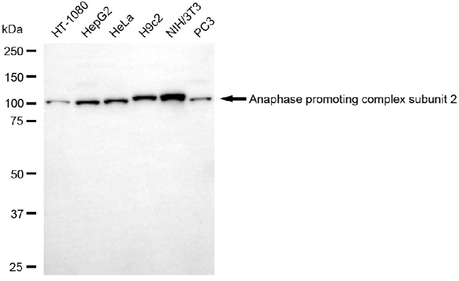 ANAPC2 Antibody in Western Blot (WB)