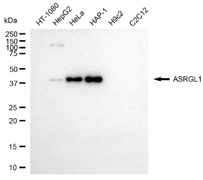 ALP Antibody in Western Blot (WB)