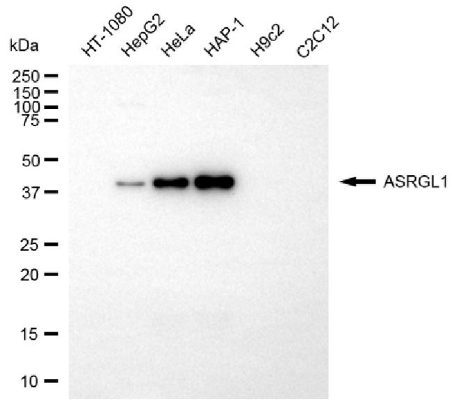 ALP Antibody in Western Blot (WB)