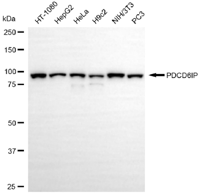 Alix Antibody in Western Blot (WB)