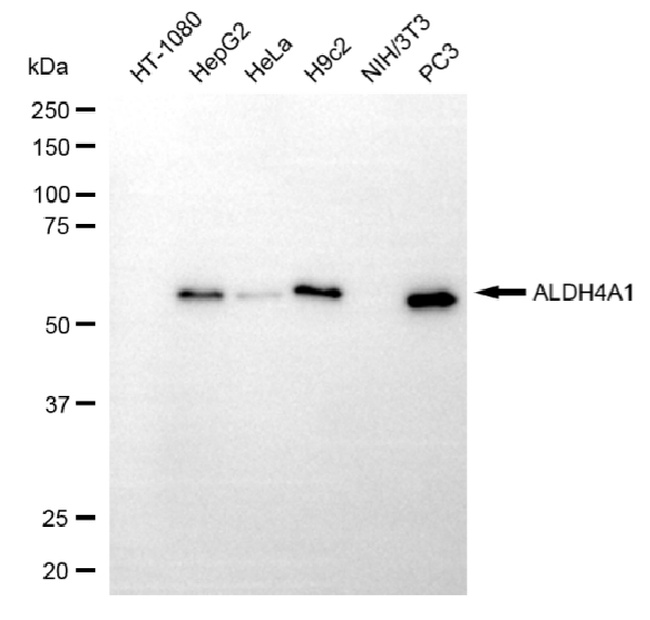 ALDH4A1 Antibody in Western Blot (WB)