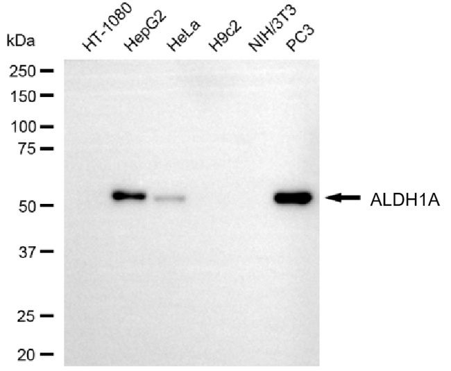 ALDH1A3 Antibody in Western Blot (WB)