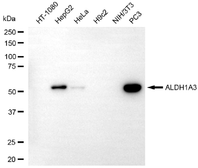 ALDH1A3 Antibody in Western Blot (WB)