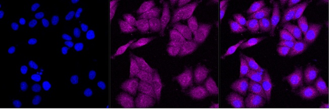 AKR1A1 Antibody in Immunocytochemistry (ICC/IF)