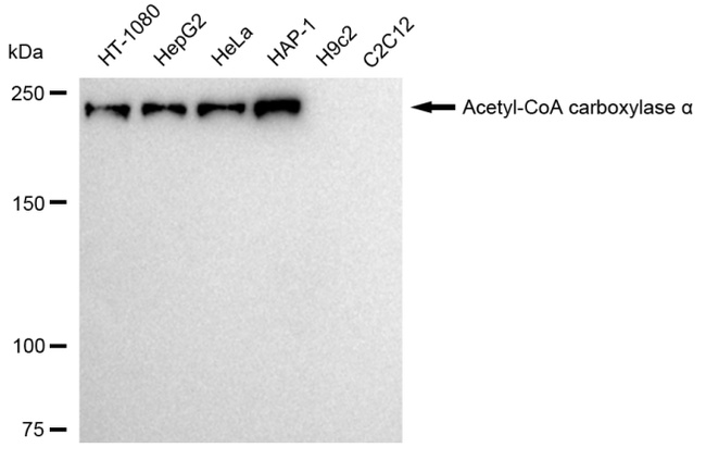 Acetyl-CoA Carboxylase Antibody in Western Blot (WB)