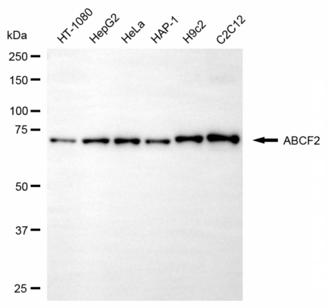 ABCF2 Antibody in Western Blot (WB)