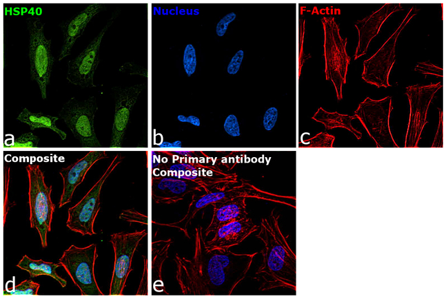 HSP40 Antibody in Immunocytochemistry (ICC/IF)