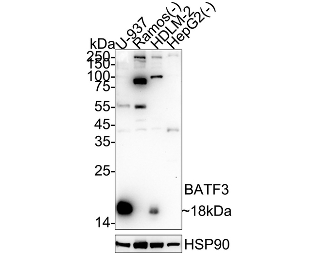 BATF3 Antibody in Western Blot (WB)