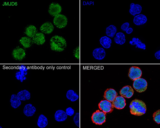 JMJD6 Antibody in Immunocytochemistry (ICC/IF)