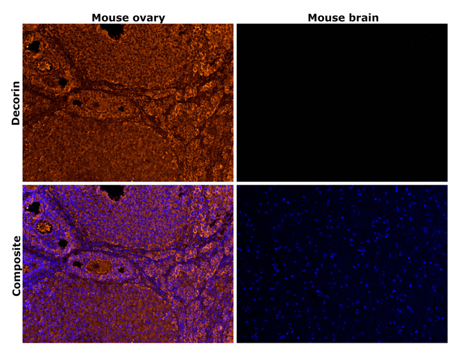 Decorin Antibody in Immunohistochemistry (Paraffin) (IHC (P))