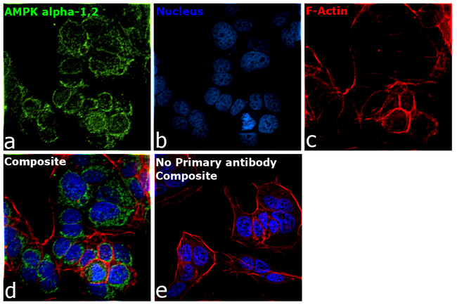 AMPK alpha-1,2 Antibody in Immunocytochemistry (ICC/IF)