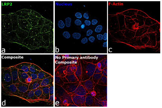 LRP2 Antibody in Immunocytochemistry (ICC/IF)
