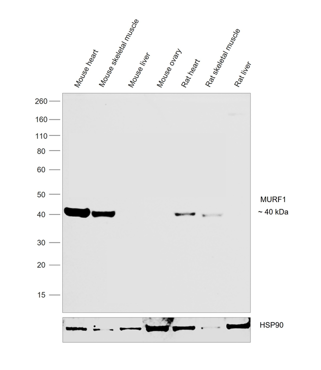 MURF1 Antibody in Western Blot (WB)