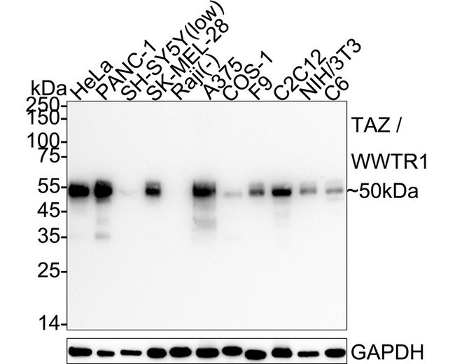 WWTR1 Antibody in Western Blot (WB)