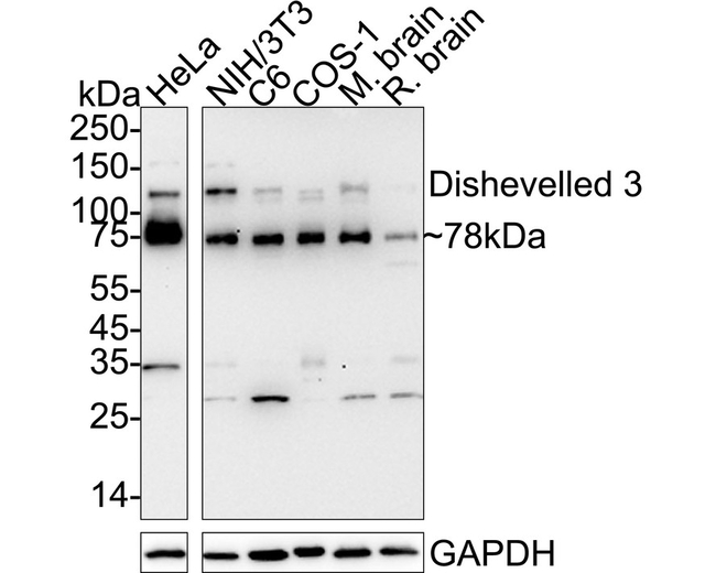DVL3 Antibody in Western Blot (WB)