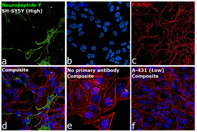 NPY Antibody in Immunocytochemistry (ICC/IF)