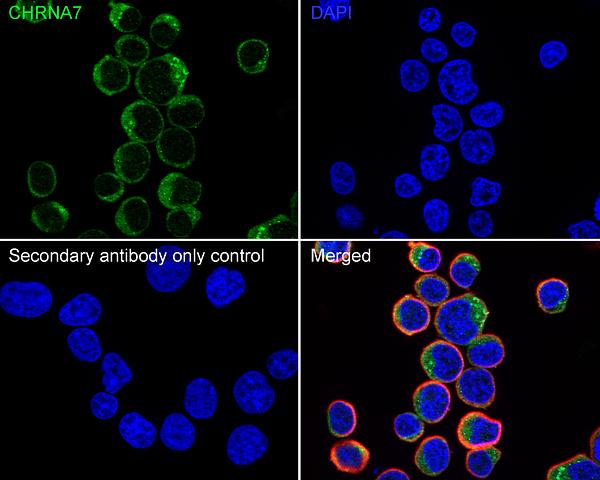 CHRNA7 Antibody in Immunocytochemistry (ICC/IF)