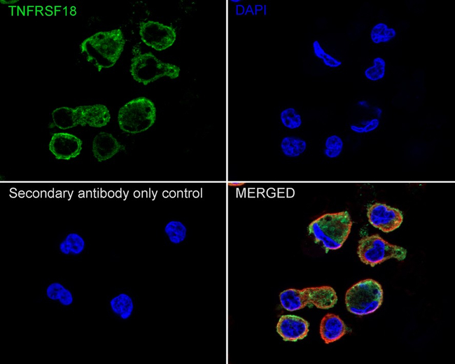 CD357 (AITR/GITR) Antibody in Immunocytochemistry (ICC/IF)