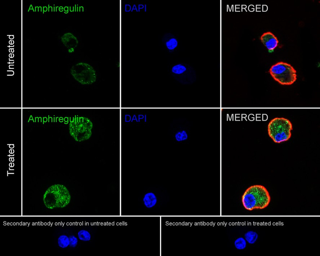 Amphiregulin Antibody in Immunocytochemistry (ICC/IF)