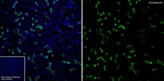 Uromodulin Antibody in Immunocytochemistry (ICC/IF)