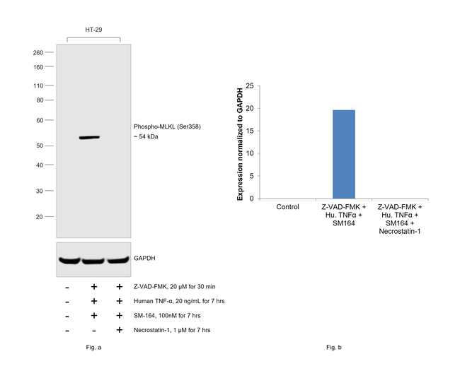 Phospho-MLKL (Ser358) Antibody in Western Blot (WB)