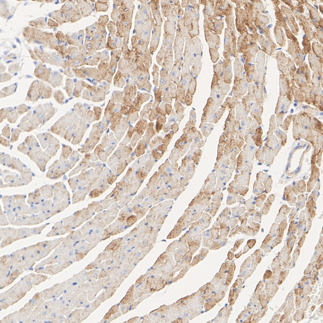 SLC8A1 Antibody in Immunohistochemistry (Paraffin) (IHC (P))