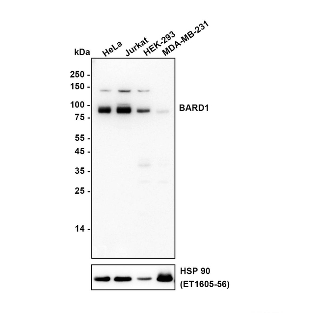 BARD1  Antibody in Western Blot (WB)