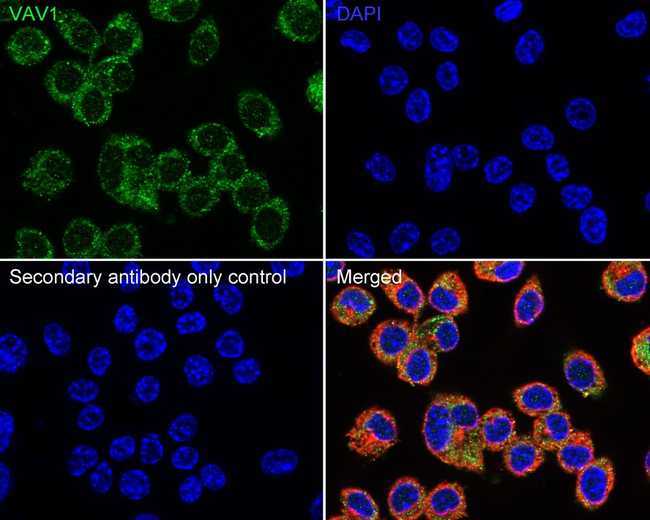 VAV1  Antibody in Immunocytochemistry (ICC/IF)
