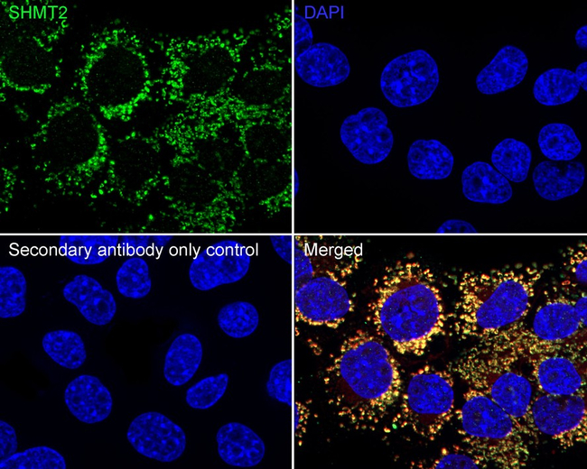 SHMT2  Antibody in Immunocytochemistry (ICC/IF)