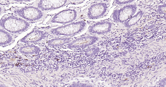 Human IgA Antibody in Immunohistochemistry (Paraffin) (IHC (P))