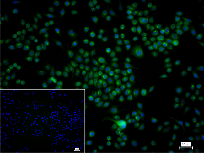 Bcl-2 Antibody in Immunocytochemistry (ICC/IF)