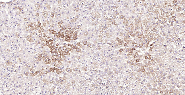 Oxidized LDL Antibody in Immunohistochemistry (Paraffin) (IHC (P))