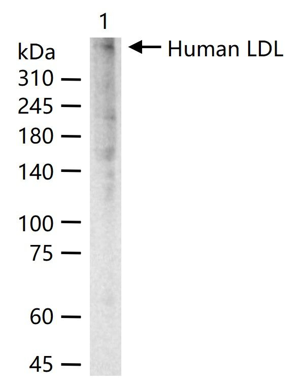 LDL Antibody in Western Blot (WB)