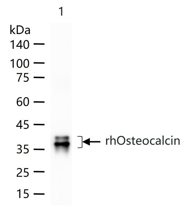 Osteocalcin Antibody in Western Blot (WB)