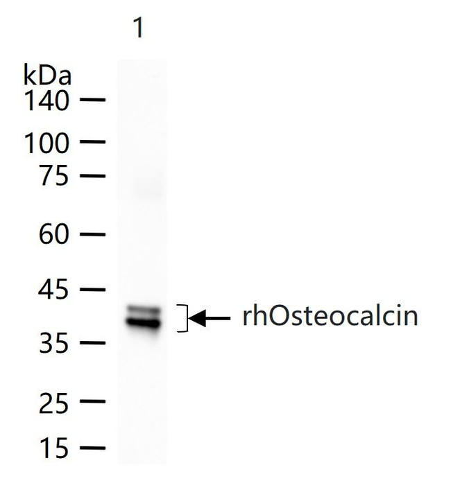 Osteocalcin Antibody in Western Blot (WB)