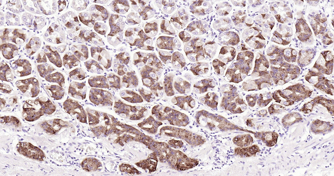 PGC Antibody in Immunohistochemistry (Paraffin) (IHC (P))
