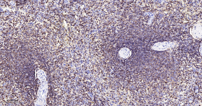 CD18 Antibody in Immunohistochemistry (Paraffin) (IHC (P))