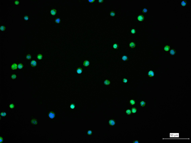 CD43 Antibody in Immunocytochemistry (ICC/IF)