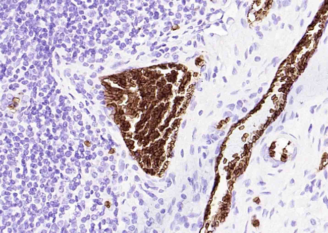 CD235a Antibody in Immunohistochemistry (Paraffin) (IHC (P))
