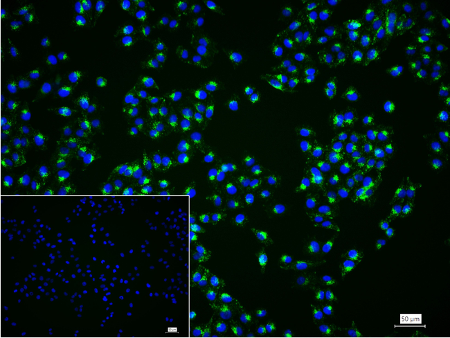CD63 Antibody in Immunocytochemistry (ICC/IF)