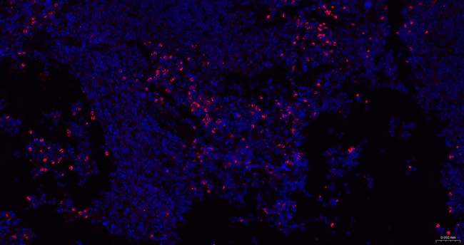 Ly-6C Antibody in Immunohistochemistry (Paraffin) (IHC (P))