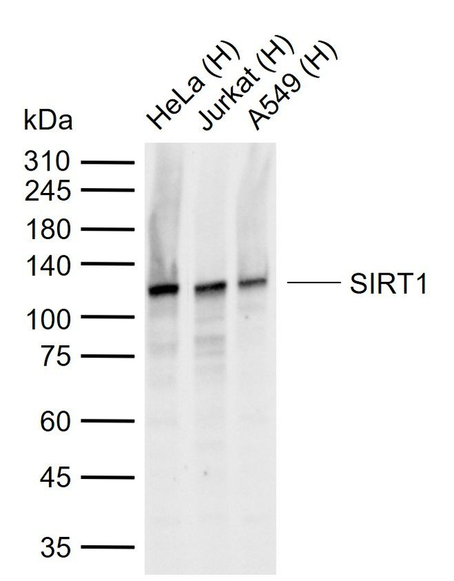 SIRT1 Antibody in Western Blot (WB)