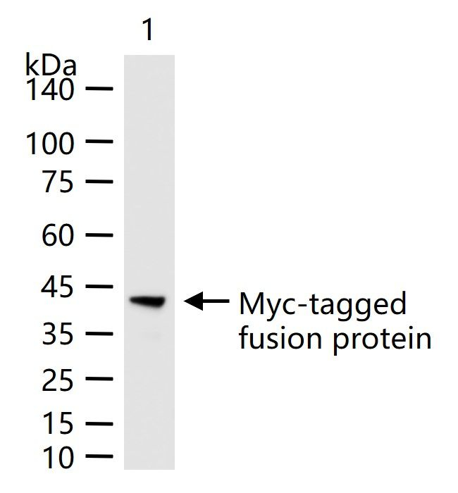 Myc Tag Antibody in Western Blot (WB)