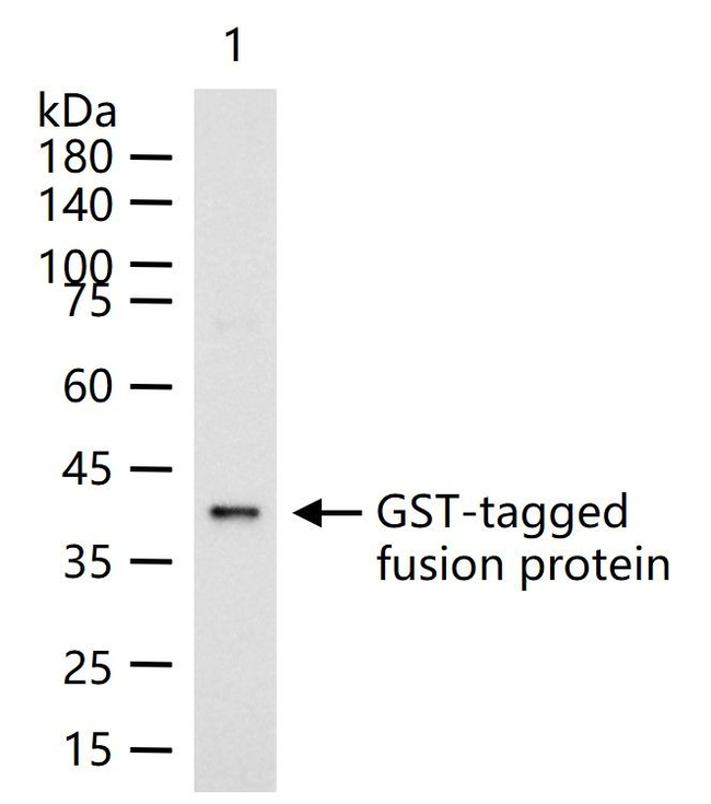GST Antibody in Western Blot (WB)