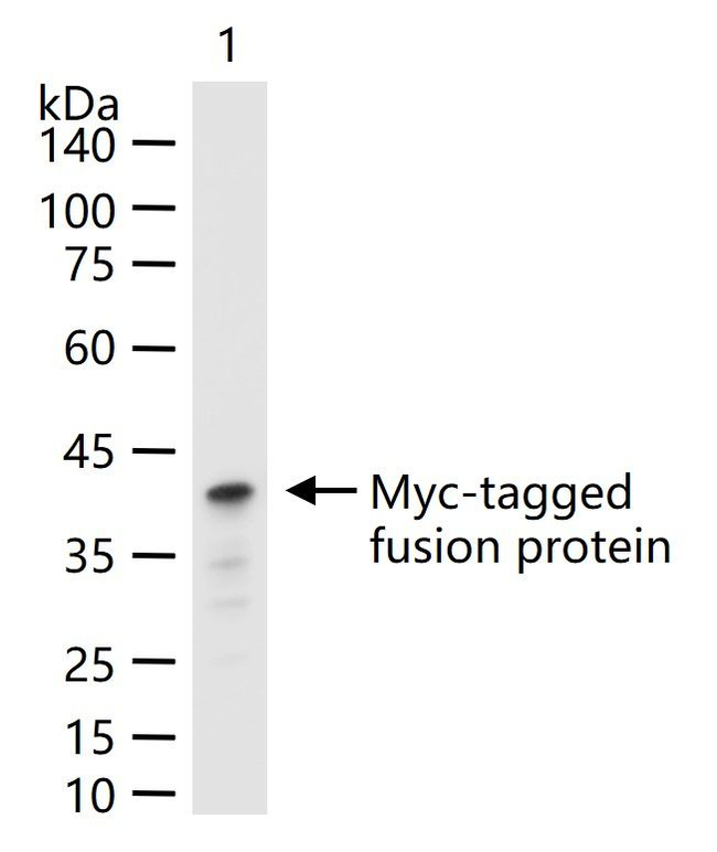 Myc Tag Antibody in Western Blot (WB)